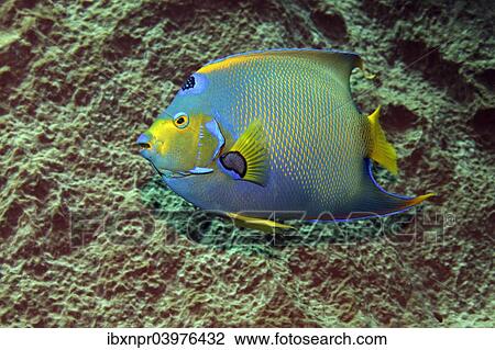 "Queen Angelfish (Holacanthus ciliaris) in front of sponge, Little Tobago, Trinidad and Tobago, North America" View Large Photo Image Stock Image - "Queen Angelfish (Holacanthus ciliaris) in front of sponge, Little Tobago, Trinidad and Tobago, North America". Fotosearch