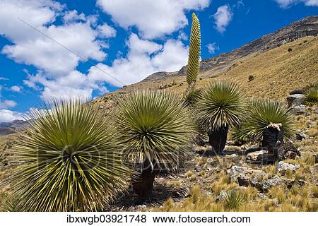 Stock Photo - "Queen of the Andes (Puya raimondii) with inflorescence, Huascaran National Park, Andes, Huaraz, Ancash Region, Peru, South America". Fotosearch