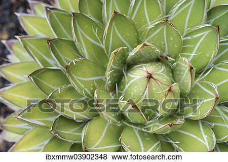 Stock Photo - "Queen Victoria Agave or Royal Agave (Agave victoriae-reginae), native to Mexico". Fotosearch