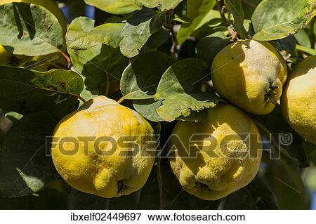 "Quince (Cydonia oblonga) on the tree, Sirince, Turkey, Asia" View Large Photo Image Stock Photo - "Quince (Cydonia oblonga) on the tree, Sirince, Turkey, Asia". Fotosearch