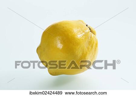 Quince (Cydonia oblonga) View Large Photo Image Stock Photo - Quince (Cydonia oblonga). Fotosearch