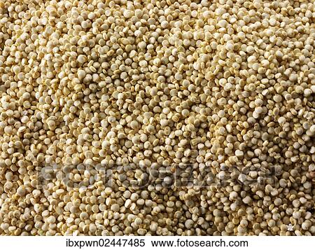 Quinoa grains View Large Photo Image Stock Photography - Quinoa grains. Fotosearch