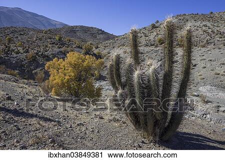 Stock Image - "Quisco Cactus or Hedgehog Cactus (Echinopsis chiloensis), Rio Hurtado, Region de Coquimbo, Chile, South America". Fotosearch