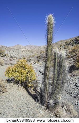 "Quisco Cactus or Hedgehog Cactus (Echinopsis chiloensis), Rio Hurtado, Region de Coquimbo, Chile, South America" View Large Photo Image Stock Image - "Quisco Cactus or Hedgehog Cactus (Echinopsis chiloensis), Rio Hurtado, Region de Coquimbo, Chile, South America". Fotosearch