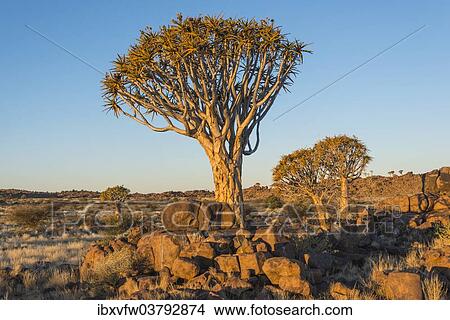 "Quiver tree (Aloe dichotoma), near Keetmanshoop, Namibia, Africa" View Large Photo Image Picture - "Quiver tree (Aloe dichotoma), near Keetmanshoop, Namibia, Africa". Fotosearch