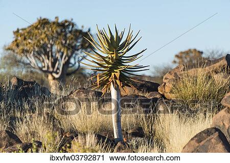 "Quiver tree (Aloe dichotoma), near Keetmanshoop, Namibia, Africa" View Large Photo Image Stock Image - "Quiver tree (Aloe dichotoma), near Keetmanshoop, Namibia, Africa". Fotosearch