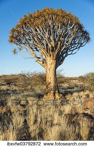 "Quiver tree (Aloe dichotoma), near Keetmanshoop, Namibia, Africa" View Large Photo Image Stock Image - "Quiver tree (Aloe dichotoma), near Keetmanshoop, Namibia, Africa". Fotosearch