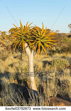 "Quiver tree (Aloe dichotoma), near Keetmanshoop, Namibia, Africa" View Large Photo Image Stock Image - "Quiver tree (Aloe dichotoma), near Keetmanshoop, Namibia, Africa". Fotosearch