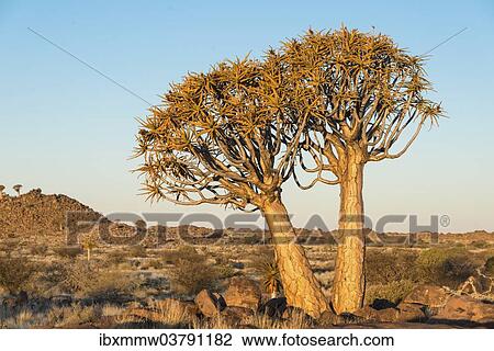 "Quiver Tree or Kokerbaum (Aloe dichotoma), near Keetmanshoop, Namibia, Africa" View Large Photo Image Stock Image - "Quiver Tree or Kokerbaum (Aloe dichotoma), near Keetmanshoop, Namibia, Africa". Fotosearch