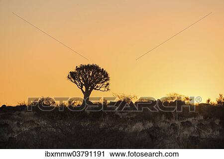 "Quiver Tree or Kokerbaum (Aloe dichotoma), at sunset, near Keetmanshoop, Namibia, Africa" View Large Photo Image Stock Image - "Quiver Tree or Kokerbaum (Aloe dichotoma), at sunset, near Keetmanshoop, Namibia, Africa". Fotosearch