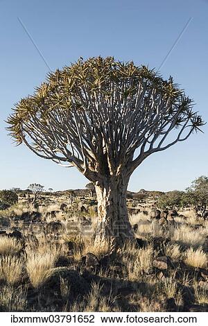 Stock Image - "Quiver Tree or Kokerbaum (Aloe dichotoma), near Keetmanshoop, Namibia, Africa". Fotosearch
