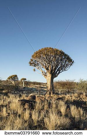 "Quiver Tree or Kokerbaum (Aloe dichotoma), near Keetmanshoop, Namibia, Africa" View Large Photo Image Stock Image - "Quiver Tree or Kokerbaum (Aloe dichotoma), near Keetmanshoop, Namibia, Africa". Fotosearch