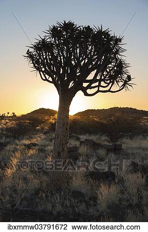 "Quiver Tree or Kokerbaum (Aloe dichotoma), near Keetmanshoop, Namibia, Africa" View Large Photo Image Stock Image - "Quiver Tree or Kokerbaum (Aloe dichotoma), near Keetmanshoop, Namibia, Africa". Fotosearch