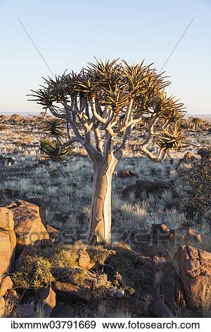 Stock Photo - "Quiver Tree or Kokerbaum (Aloe dichotoma), near Keetmanshoop, Namibia, Africa". Fotosearch