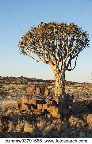 "Quiver Tree or Kokerbaum (Aloe dichotoma), near Keetmanshoop, Namibia, Africa" View Large Photo Image Stock Photograph - "Quiver Tree or Kokerbaum (Aloe dichotoma), near Keetmanshoop, Namibia, Africa". Fotosearch