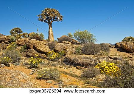 "Quiver Tree or Kokerboom (Aloe dichotoma) and Skaapbos Shrub, African Daisy, South African Daisy or Cape Daisy (Tripteris oppositifolia), Goegap Nature Reserve, Springbok, South Africa, Africa" View Large Photo Image Picture - "Quiver Tree or Kokerboom (Aloe dichotoma) and Skaapbos Shrub, African Daisy, South African Daisy or Cape Daisy (Tripteris oppositifolia), Goegap Nature Reserve, Springbok, South Africa, Africa". Fotosearch