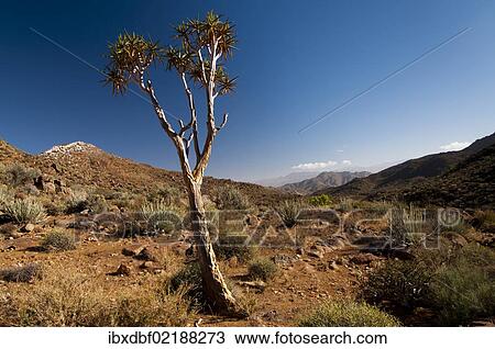 "Quiver Tree or Kokerboom (Aloe dichotoma), Richtersveld National Park, Northern Cape, South Africa, Africa" View Large Photo Image Stock Image - "Quiver Tree or Kokerboom (Aloe dichotoma), Richtersveld National Park, Northern Cape, South Africa, Africa". Fotosearch