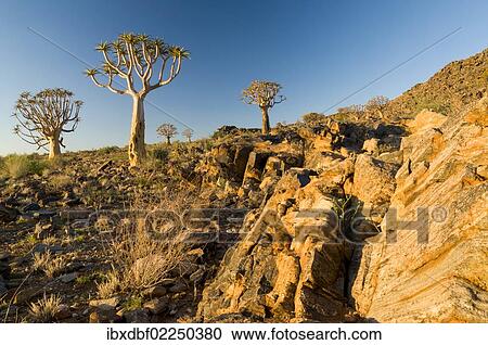 "Quiver tree or Kokerboom (Aloe dichotoma), Quiver Tree or Kokerboom Forest, Kenhard, Northern Cape, South Africa, Africa" View Large Photo Image Stock Image - "Quiver tree or Kokerboom (Aloe dichotoma), Quiver Tree or Kokerboom Forest, Kenhard, Northern Cape, South Africa, Africa". Fotosearch
