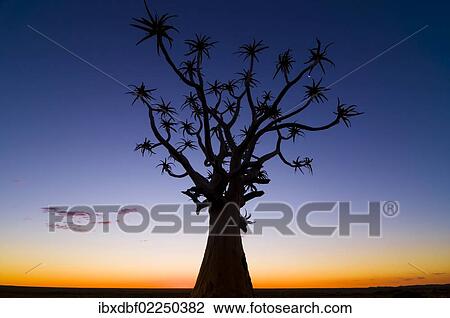 Stock Image - "Quiver tree or Kokerboom (Aloe dichotoma), Quiver Tree or Kokerboom Forest, dusk, sunset, Kenhard, Northern Cape, South Africa, Africa". Fotosearch