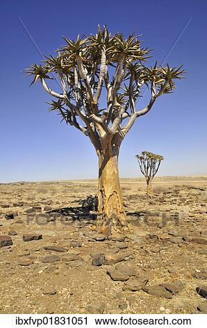 Stock Image - "Quiver Tree or Kokerboom (Aloe dichotoma) in the Namib Desert near the Kuiseb Canyon, Namibia, Africa". Fotosearch