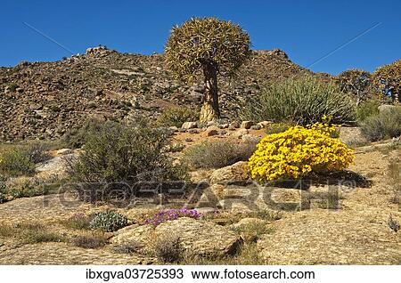 "Quiver Tree or Kokerboom (Aloe dichotoma) and Skaapbos Shrub, African Daisy, South African Daisy or Cape Daisy (Tripteris oppositifolia), Goegap Nature Reserve, Springbok, South Africa, Africa" View Large Photo Image Stock Image - "Quiver Tree or Kokerboom (Aloe dichotoma) and Skaapbos Shrub, African Daisy, South African Daisy or Cape Daisy (Tripteris oppositifolia), Goegap Nature Reserve, Springbok, South Africa, Africa". Fotosearch