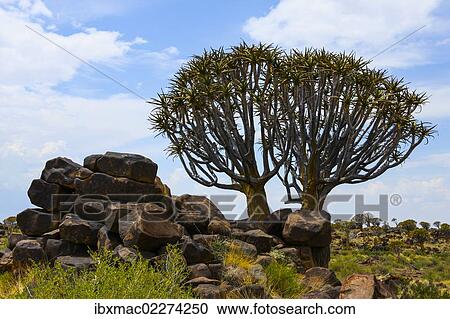 "Quiver tree or Kokerboom (Aloe dichotoma), Quiver Tree Forest, Namibia, Africa" View Large Photo Image Stock Image - "Quiver tree or Kokerboom (Aloe dichotoma), Quiver Tree Forest, Namibia, Africa". Fotosearch