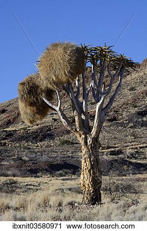 "Quiver Tree or Kokerboom (Aloe dichotoma), with Social Weaver nests (Philetairus socius), Karas Region, Namibia, Africa" View Large Photo Image Stock Image - "Quiver Tree or Kokerboom (Aloe dichotoma), with Social Weaver nests (Philetairus socius), Karas Region, Namibia, Africa". Fotosearch