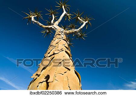 Stock Photograph - "Quiver tree or Kokerboom (Aloe dichotoma), Northern Cape, South Africa, Africa". Fotosearch