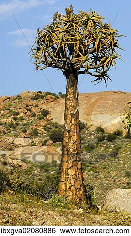 "Quiver tree or Kokerboom (Aloe dichotoma), Namaqualand, South Africa, Africa" View Large Photo Image Stock Photograph - "Quiver tree or Kokerboom (Aloe dichotoma), Namaqualand, South Africa, Africa". Fotosearch