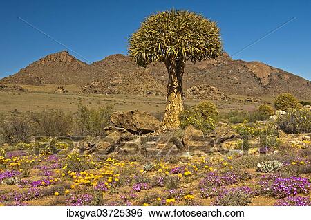 "Quiver Tree or Kokerboom (Aloe dichotoma), Goegap Nature Reserve, Springbok, South Africa, Africa" View Large Photo Image Stock Photograph - "Quiver Tree or Kokerboom (Aloe dichotoma), Goegap Nature Reserve, Springbok, South Africa, Africa". Fotosearch