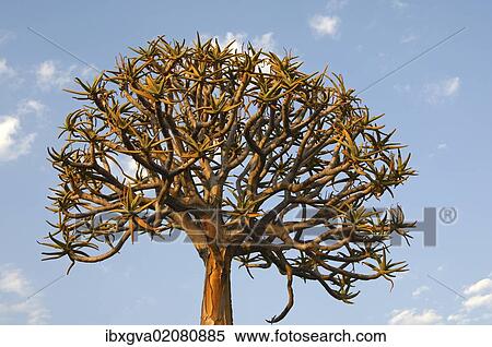 "Quiver tree or Kokerboom (Aloe dichotoma), Namaqualand, South Africa, Africa" View Large Photo Image Stock Photography - "Quiver tree or Kokerboom (Aloe dichotoma), Namaqualand, South Africa, Africa". Fotosearch