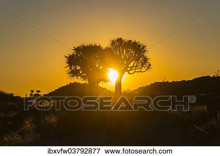 "Quiver trees (Aloe dichotoma) at sunset, near Keetmanshoop, Namibia, Africa" View Large Photo Image Stock Photo - "Quiver trees (Aloe dichotoma) at sunset, near Keetmanshoop, Namibia, Africa". Fotosearch