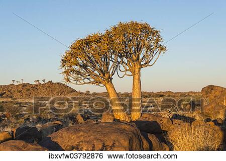 "Quiver trees (Aloe dichotoma), near Keetmanshoop, Namibia, Africa" View Large Photo Image Stock Photograph - "Quiver trees (Aloe dichotoma), near Keetmanshoop, Namibia, Africa". Fotosearch