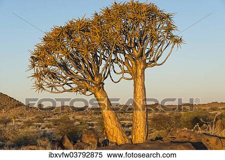 "Quiver trees (Aloe dichotoma), near Keetmanshoop, Namibia, Africa" View Large Photo Image Stock Photography - "Quiver trees (Aloe dichotoma), near Keetmanshoop, Namibia, Africa". Fotosearch
