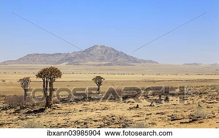 "Quiver trees (Aloe dichotoma), Namib-Naukluft National Park, Namibia, Africa" View Large Photo Image Picture - "Quiver trees (Aloe dichotoma), Namib-Naukluft National Park, Namibia, Africa". Fotosearch