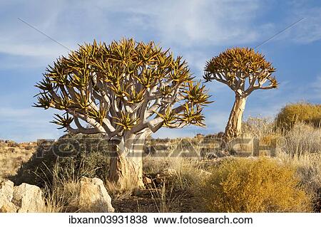 "Quiver Trees (Aloe dichotoma), ‪Namib-Naukluft National Park ‬, Namibia, Africa" View Large Photo Image Stock Photo - "Quiver Trees (Aloe dichotoma), ‪Namib-Naukluft National Park ‬, Namibia, Africa". Fotosearch