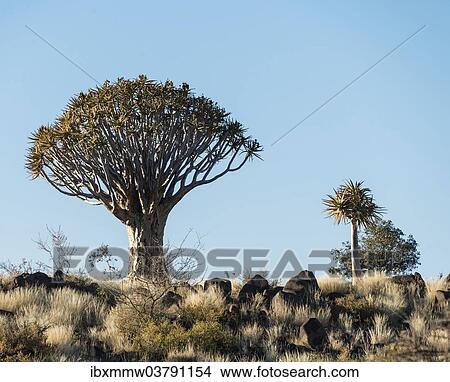 "Quiver Trees or Kokerbaum (Aloe dichotoma), near Keetmanshoop, Namibia, Africa" View Large Photo Image Picture - "Quiver Trees or Kokerbaum (Aloe dichotoma), near Keetmanshoop, Namibia, Africa". Fotosearch