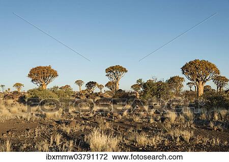 "Quiver Trees or Kokerbaum (Aloe dichotoma), near Keetmanshoop, Namibia, Africa" View Large Photo Image Stock Image - "Quiver Trees or Kokerbaum (Aloe dichotoma), near Keetmanshoop, Namibia, Africa". Fotosearch