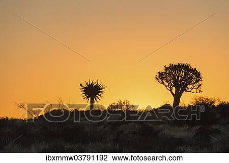 "Quiver Trees or Kokerbaum (Aloe dichotoma), at sunset, near Keetmanshoop, Namibia, Africa" View Large Photo Image Stock Image - "Quiver Trees or Kokerbaum (Aloe dichotoma), at sunset, near Keetmanshoop, Namibia, Africa". Fotosearch