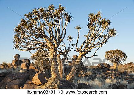 "Quiver Trees or Kokerbaum (Aloe dichotoma), near Keetmanshoop, Namibia, Africa" View Large Photo Image Stock Photo - "Quiver Trees or Kokerbaum (Aloe dichotoma), near Keetmanshoop, Namibia, Africa". Fotosearch