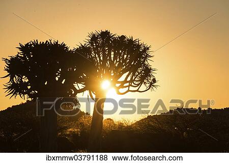 "Quiver Trees or Kokerbaum (Aloe dichotoma), at sunset, near Keetmanshoop, Namibia, Africa" View Large Photo Image Stock Photo - "Quiver Trees or Kokerbaum (Aloe dichotoma), at sunset, near Keetmanshoop, Namibia, Africa". Fotosearch