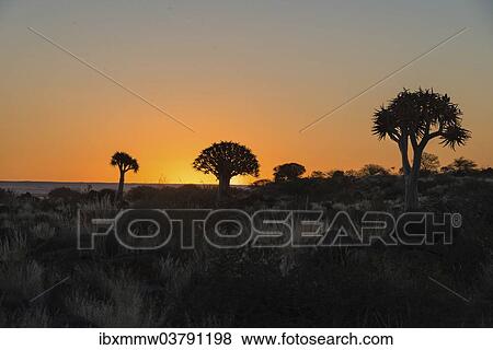"Quiver Trees or Kokerbaum (Aloe dichotoma), at sunset, near Keetmanshoop, Namibia, Africa" View Large Photo Image Stock Photo - "Quiver Trees or Kokerbaum (Aloe dichotoma), at sunset, near Keetmanshoop, Namibia, Africa". Fotosearch