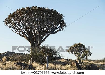 "Quiver Trees or Kokerbaum (Aloe dichotoma), near Keetmanshoop, Namibia, Africa" View Large Photo Image Stock Photograph - "Quiver Trees or Kokerbaum (Aloe dichotoma), near Keetmanshoop, Namibia, Africa". Fotosearch