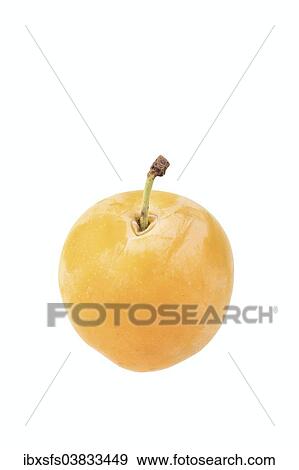 Qulins Greengage View Large Photo Image Stock Photo - Qulins Greengage. Fotosearch
