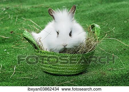 "Rabbit in a basket, Easter Bunny" View Large Photo Image Picture - "Rabbit in a basket, Easter Bunny". Fotosearch
