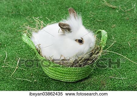 "Rabbit in basket, Easter Bunny" View Large Photo Image Stock Photography - "Rabbit in basket, Easter Bunny". Fotosearch