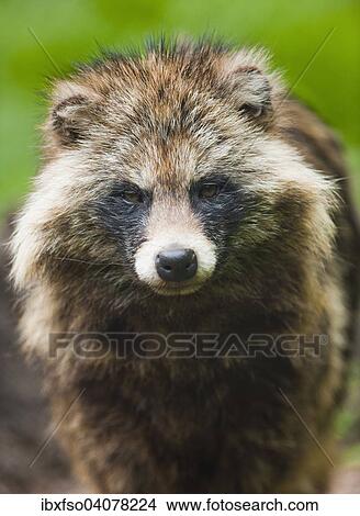 "Raccoon Dog (Nyctereutes procyonoides), captive, Lower Saxony, Germany, Europe" View Large Photo Image Picture - "Raccoon Dog (Nyctereutes procyonoides), captive, Lower Saxony, Germany, Europe". Fotosearch
