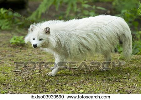 "Raccoon dog (Nyctereutes procyonoides), white morph, captive, Lower Saxony, Germany, Europe" View Large Photo Image Stock Image - "Raccoon dog (Nyctereutes procyonoides), white morph, captive, Lower Saxony, Germany, Europe". Fotosearch