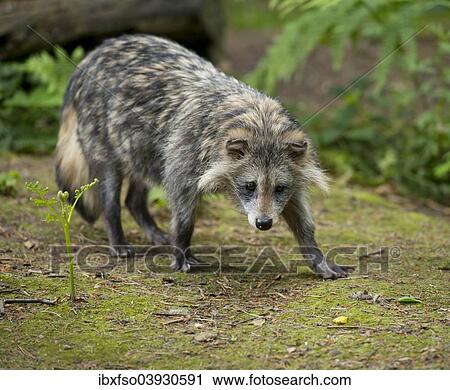 "Raccoon Dog (Nyctereutes procyonoides), captive, Lower Saxony, Germany, Europe" View Large Photo Image Stock Image - "Raccoon Dog (Nyctereutes procyonoides), captive, Lower Saxony, Germany, Europe". Fotosearch