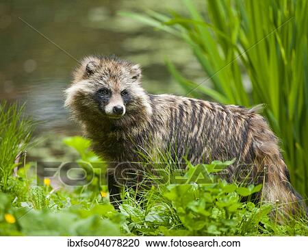 "Raccoon Dog (Nyctereutes procyonoides), captive, Lower Saxony, Germany, Europe" View Large Photo Image Stock Image - "Raccoon Dog (Nyctereutes procyonoides), captive, Lower Saxony, Germany, Europe". Fotosearch